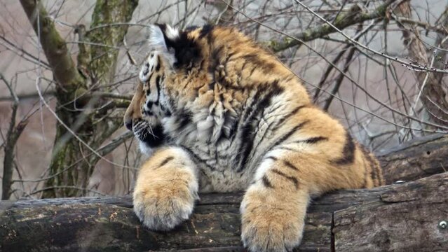 Young siberian tiger cub sitting
