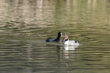 northern pintail and eurasian coot
