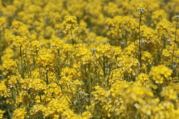 アブラナが花盛り（２）