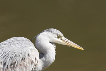 grey heron in the pond