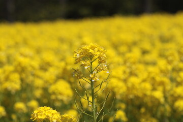 アブラナが花盛り（３）