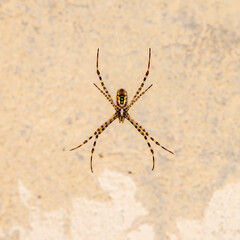 spider on the wall