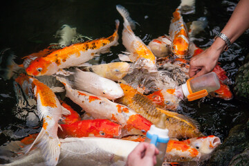 Feeding koi fish from a baby bottle.