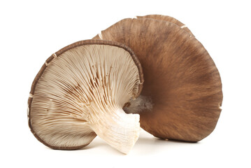 oyster mushroom on white background - obrazy, fototapety, plakaty