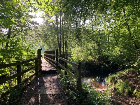 Wooden foot bridge over a woodland river in morning sunshine - Powered by Adobe