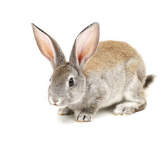 rabbit isolated on white