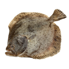 Turbot fish on white background