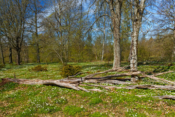 Flowering meadow with lush green trees in spring