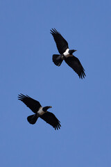 Der Schildrabe (Corvus albus)