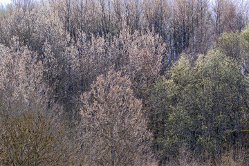 Deciduous forest with budding trees at spring