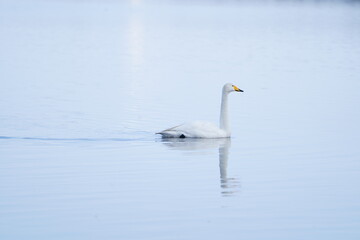 Fototapeta na wymiar 湖にいる白鳥