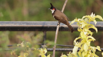 Red-whiskered bulbul perched on a branch