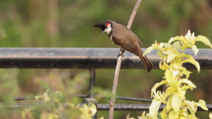 Red-whiskered bulbul perched on a branch