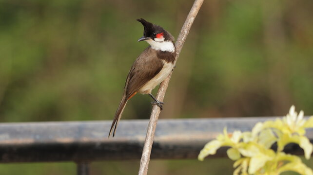 Red whiskered bulbul perched on a plant
