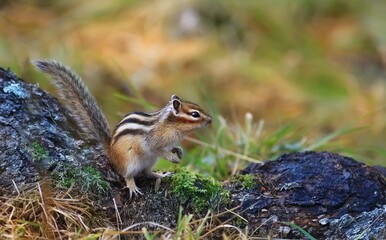 chipmunk in the forest