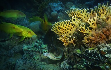 Naklejka premium coral reef with fish