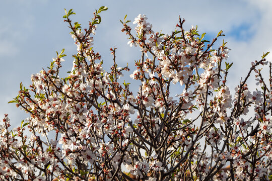 White flowers of tropical plants. Blossoming almond against a cloudy sky. The concept of an unsettling spring that brings uncertainty.