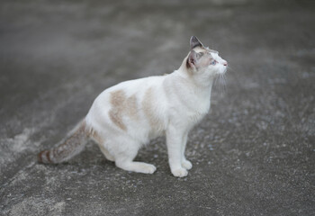 Portrait side view of white cat