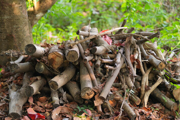 Old firewood in the middle of the forest used as fuel in the countryside.