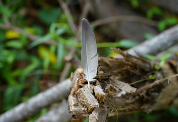 A bird feathers on a stick in the middle of the forest,Thailand