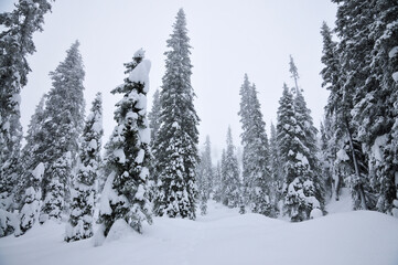 Obraz premium Winter hiking in the mountains. beautiful fairy snowy forest. 