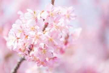 Fototapeta na wymiar 【春】桜の花　河津桜 