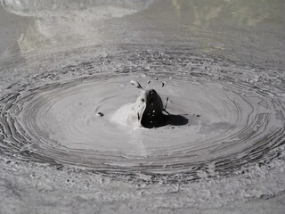 Boiling mud pool bubble popping