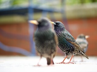 Starlings