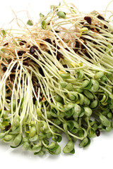 Black bean sprouts on white background