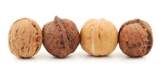 walnut on white background 