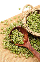 green soybean sprouts on white background
