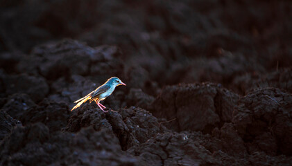 bird sunset 