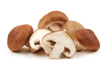 Shiitake mushroom on the White background 