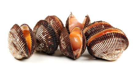 Scapharca subcrenata on white background 