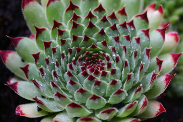 Sempervivum calcareum EXTRA Rojnik wapienny Extra succulent
