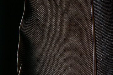 Black macro feather,Black raven feathers ,Serbia, Feather, Macrophotography, Black Color, Gray...