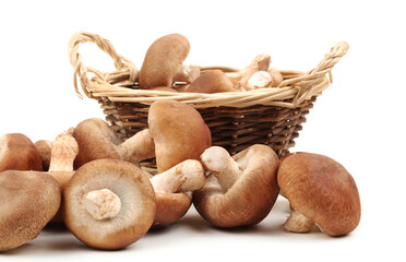 Shiitake mushroom on the White background 