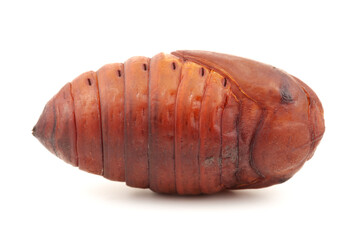 chrysalis silkworm ,silk worm cocoon on white background 