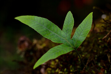 Fresh Green leaves over bright sunlight 