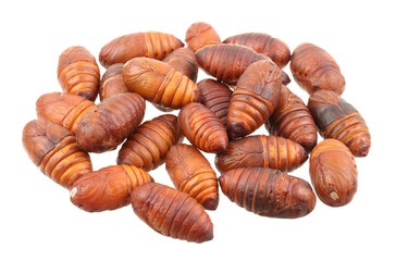 chrysalis silkworm ,silk worm cocoon on white background 