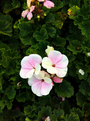 pink and white flower