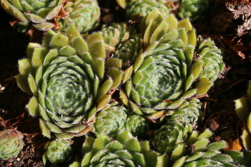 Sempervivum ARTISCHOCKE Rojnik Artischocke succulent 