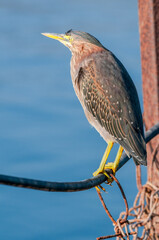 Green Heron (Butorides virescens) in Bolsa Chica Ecological Reserve, California, USA