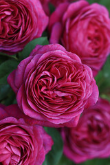 Five perfect pink love  roses with lots of details on the rose petals like a bouquet and green foliage 