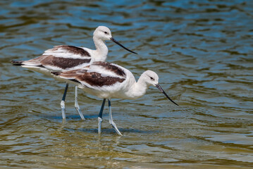 American Avocets (Recurvirostra americana) in Malibu Lagoon, California, USA