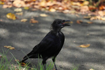 日本の公園で立ち止まって鳴くカラス