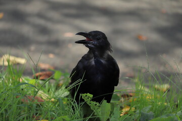 日本の公園で立ち止まって鳴くカラス