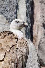 Griffon Vulture (Gyps fulvus)
