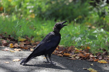 日本の公園で立ち止まって鳴くカラス