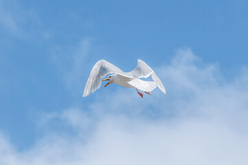 Glaucous Gull (Larus hyperboreus) in Barents Sea coastal area, Russia